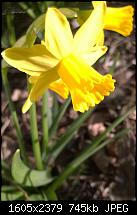 Nokia Lumia 720 - Kamera und Bildqualität-narzisse.jpg