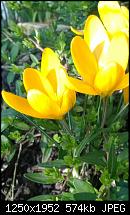 Nokia Lumia 720 - Kamera und Bildqualität-krokusse-gelb.jpg