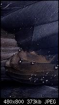 Lockscreenbilder vom Lumia-feathers.jpg