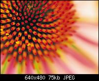 Lockscreenbilder vom Lumia-flower.jpg