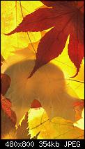 Lockscreenbilder vom Lumia-leaves.jpg