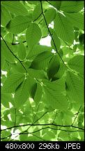 Lockscreenbilder vom Lumia-trees.jpg