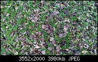 Nokia Lumia 920 - Fotoqualität-wp_20121106_061.jpg