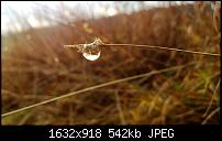 Nokia Lumia 920 - Fotoqualität-makro1.jpg