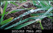 Nokia Lumia 920 - Fotoqualität-makro2.jpg