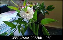 Nokia Lumia 920 - Fotoqualität-wp_20121116_027.jpg