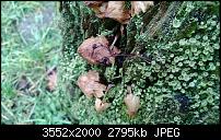 Nokia Lumia 920 - Fotoqualität-wp_20121222_016.jpg