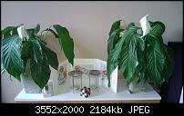 Lumia920 Update mit Navifirm & Nokia Care Suite 5-pflanze-neu.jpg