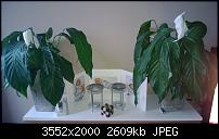 Lumia920 Update mit Navifirm & Nokia Care Suite 5-pflanze-old.jpg