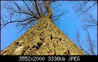 Nokia Lumia 920 - Fotoqualität-baum-l-ngs-auto-lumia-920.jpg