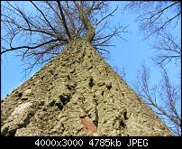 Nokia Lumia 920 - Fotoqualität-baum-l-ngs-auto-sx230.jpg