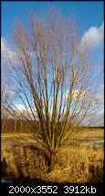 Nokia Lumia 920 - Fotoqualität-kleiner-baum-auto-lumia-920.jpg