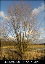 Nokia Lumia 920 - Fotoqualität-kleiner-baum-auto-n8.jpg