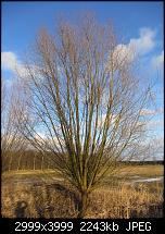 Nokia Lumia 920 - Fotoqualität-kleiner-baum-auto-sx230.jpg