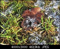 Nokia Lumia 920 - Fotoqualität-blatt-makro-sx230.jpg