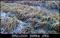 Nokia Lumia 920 - Fotoqualität-gras-auto-lumia-920.jpg