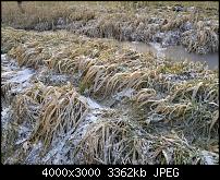 Nokia Lumia 920 - Fotoqualität-gras-auto-n8.jpg