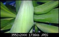 Nokia Lumia 920 - Fotoqualität-wp_20130206_015.jpg