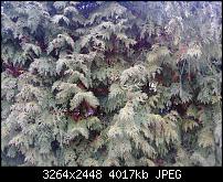 Nokia Lumia 920 - Fotoqualität-20130109_104141.jpg