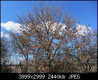 Nokia Lumia 920 - Fotoqualität-sw-vergleich-4-sx230-alte-software.jpg