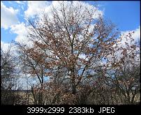 Nokia Lumia 920 - Fotoqualität-sw-vergleich-4-sx230-neue-software.jpg