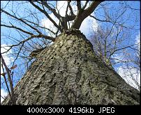 Nokia Lumia 920 - Fotoqualität-sw-vergleich-7-sx230-neue-software.jpg