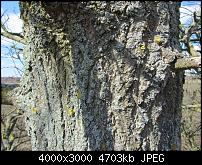 Nokia Lumia 920 - Fotoqualität-sw-vergleich-9-sx230-neue-software.jpg