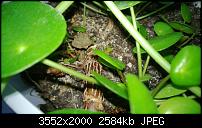 Nokia Lumia 920 - Fotoqualität-wp_20130411_006.jpg