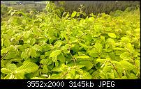 Nokia Lumia 920 - Fotoqualität-wp_20130509_016.jpg