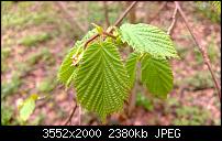 Nokia Lumia 920 - Fotoqualität-wp_20130501_073.jpg