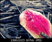 Nokia Lumia 920 - Fotoqualität-makro2-bearbeitet.jpg