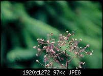 Nokia Lumia 920 - Fotoqualität-1008531_521128594620888_2068214892_o.jpg