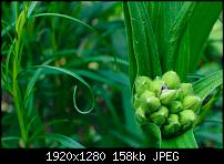 Nokia Lumia 920 - Fotoqualität-1015249_521128567954224_2047570561_o.jpg