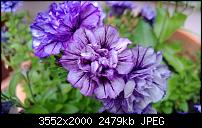 Nokia Lumia 920 - Fotoqualität-wp_20130615_040.jpg