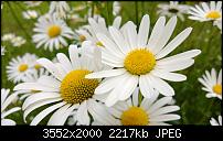 Nokia Lumia 920 - Fotoqualität-wp_20130615_014.jpg