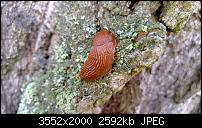 Nokia Lumia 920 - Fotoqualität-wp_20130608_040.jpg