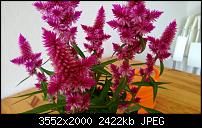 Nokia Lumia 920 - Fotoqualität-wp_20130723_003-1-.jpg