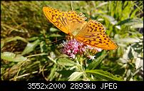 Nokia Lumia 920 - Fotoqualität-wp_20130816_128.jpg