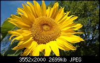 Nokia Lumia 920 - Fotoqualität-lumi_920_amber_sunflower.jpg