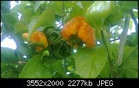 Nokia Lumia 920 - Fotoqualität-wp_20130824_003-1-.jpg