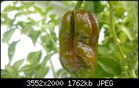 Nokia Lumia 920 - Fotoqualität-wp_20130827_015-1-.jpg