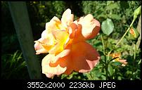 Nokia Lumia 920 - Fotoqualität-wp_20130905_13_48_29_pro.jpg