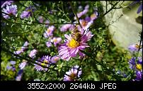 Nokia Lumia 920 - Fotoqualität-wp_20131002_11_45_29_pro.jpg