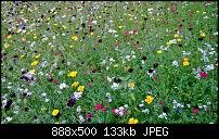 Nokia Lumia 925, Fotoqualität von der verbauten Kamera-1385275282030.jpg
