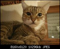 OnePlus One - Mystery-OS-V5.0[OTA][L][Co][23.05.2015]-ulta-hd_8160x6120.jpg