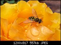 Samsung Galaxy Note 3 - Fotoqualität-20131012_120040-1.jpg