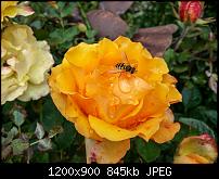 Samsung Galaxy Note 3 - Fotoqualität-20131012_120040-2.jpg