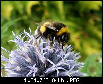 Fotoqualität des Samsung Galaxy Note 4-1438546652419.jpg