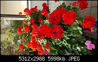 Samsung Galaxy Note 5 - Fotoqualität-20151023_112657.jpg