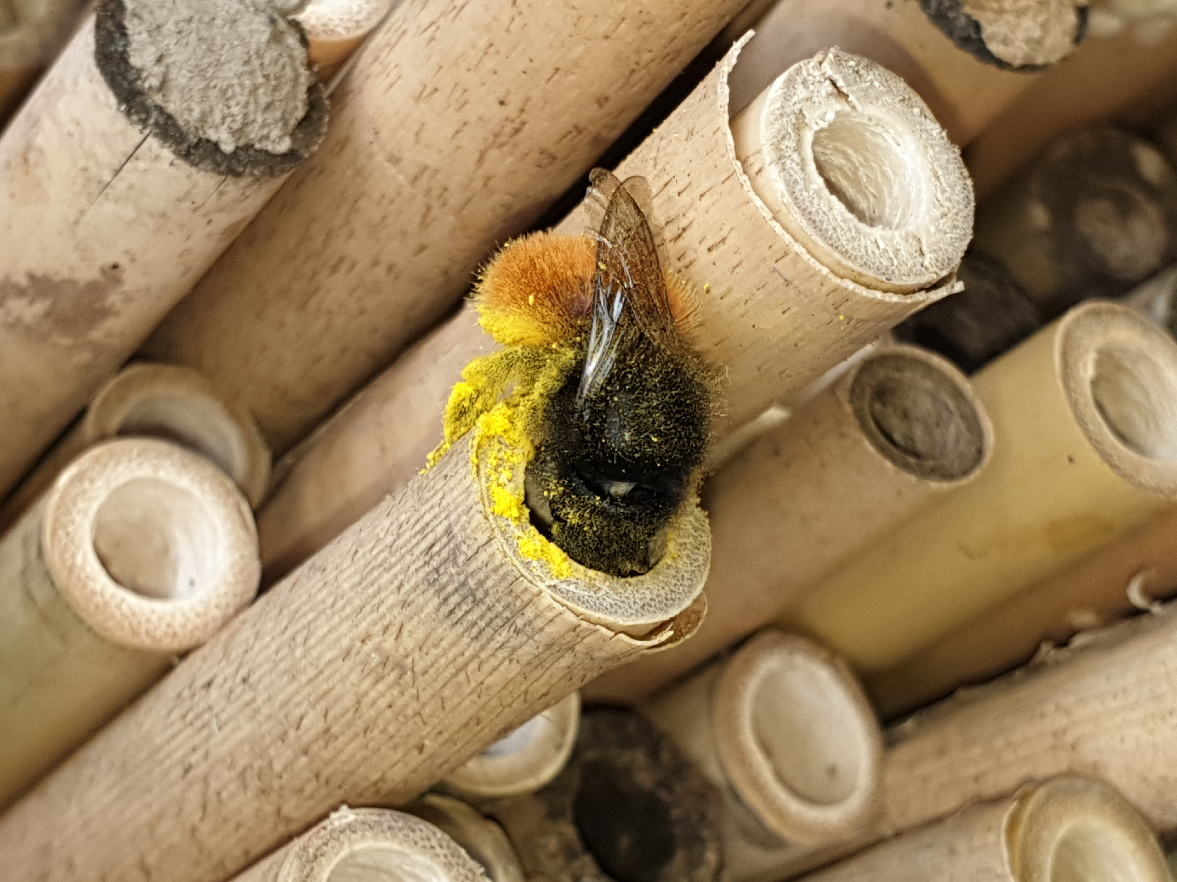 Samsung Galaxy Note 9 – Qualität der Fotos-20190406_170757.jpg